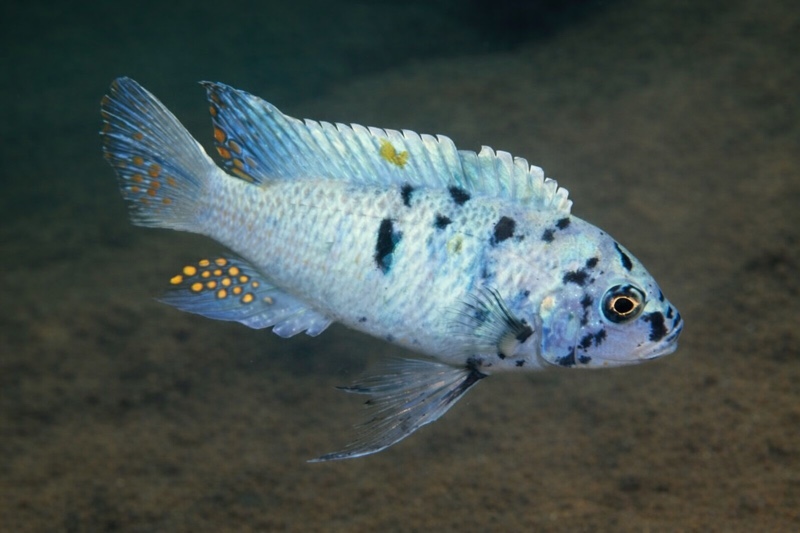 Maylandia zebra 'Tsano Rock'